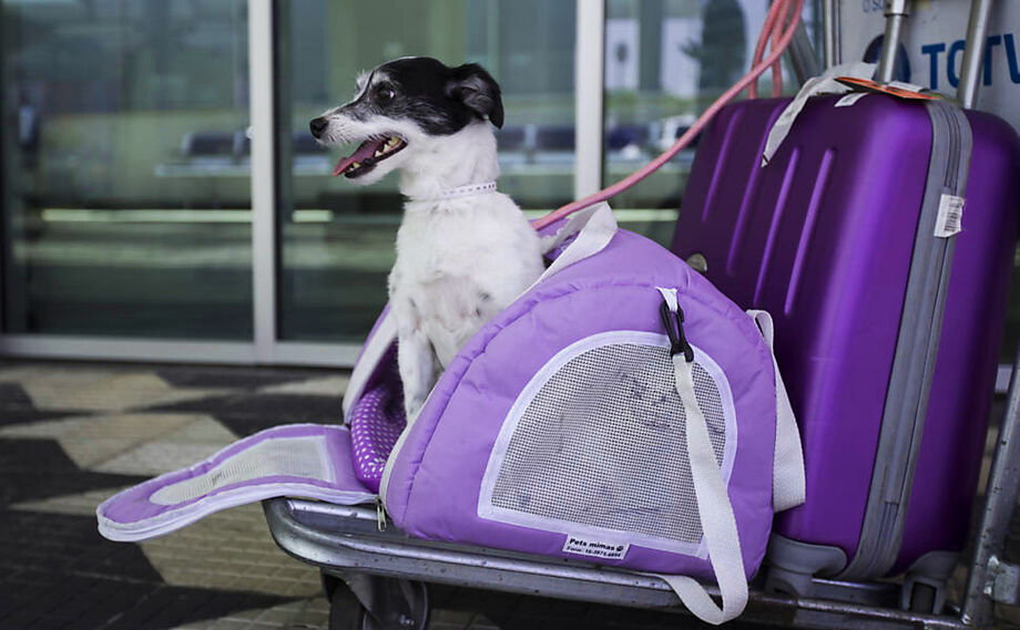 Não é possível o transporte de outras espécies. Em segundo lugar, o tamanho do pet também é limitado. Só é permitido o serviço para animais pesando até 10 quilos
