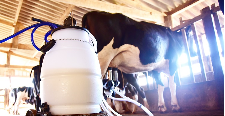 Os dados são do Conseleite MS - Conselho Paritário de Produtores e Indústrias de Leite em Mato Grosso do Sul, divulgados pela equipe técnica do Sistema Famasul – Federação da Agricultura e Pecuária de MS