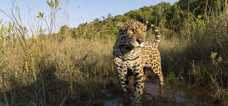 Biodiversidade, como o habitat da onça no Pantanal, está em ameaça