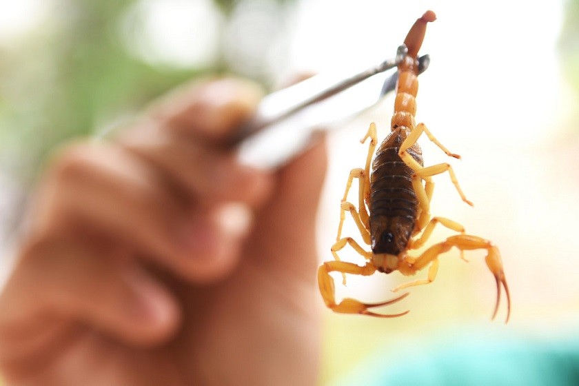 O Biólogo Giuseppe Puorto, membro do CRBio-01 – Conselho Regional de Biologia – 1ª Região (SP, MT e MS), explica que os animais peçonhentos gostam de ambientes quentes e úmidos e podem ser mais facilmente encontrados em matas fechadas, trilhas ou próximos