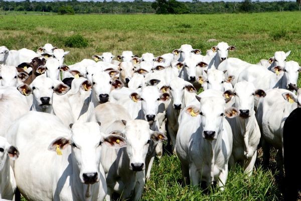 Preços da arroba de boi gordo estão em queda