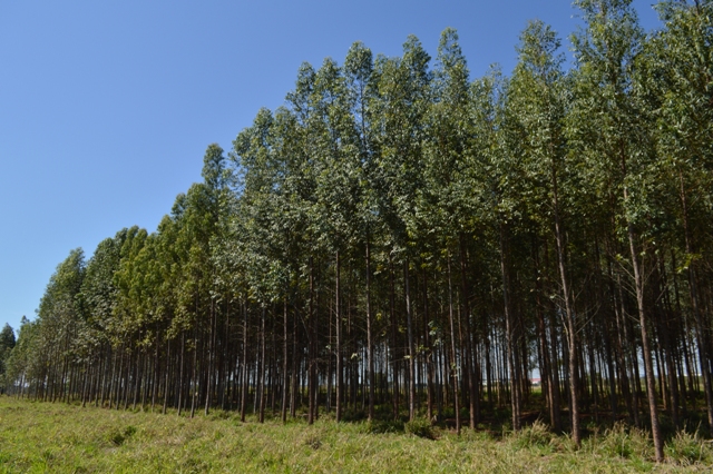 MS tem mais de 1 milhão de hectares plantados de eucalipto