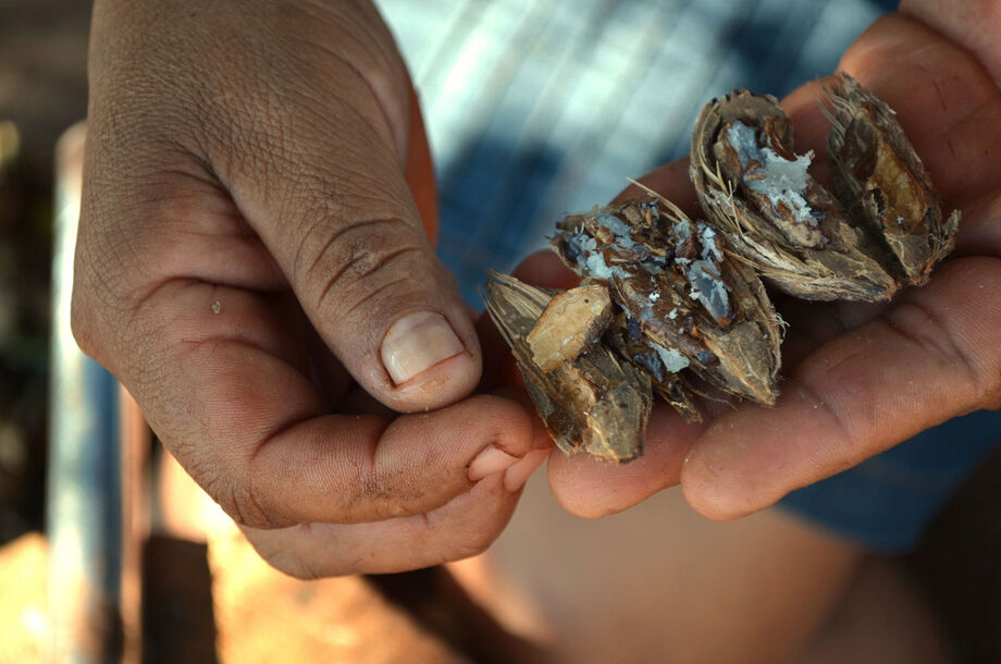 Na trajetória da agricultora, não utilizar agrotóxicos vai além de uma luta cultural, trata-se de uma questão de sobrevivência