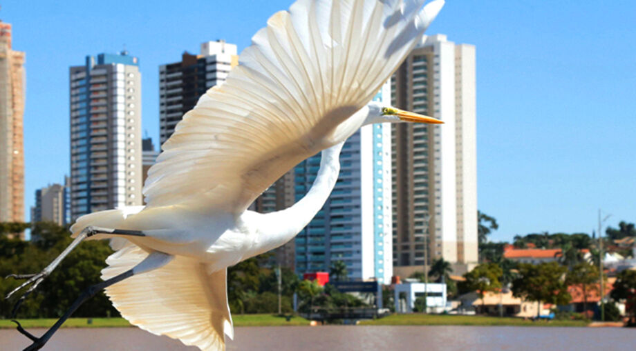 Um dos maiores centros urbanos de lazer e cultura, com uma diversidade de fauna e flora que encanta os visitantes, o Parque das Nações Indígenas representa muito mais do que um cartão postal de Campo Grande