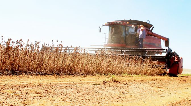 A safra recorde de milho, com produtividade fechando em 12,16 milhões de toneladas, resultado 64,39% maior que o volume colhido na safra anterior e aumento na área plantada, são destaques do MS no Campo desta semana