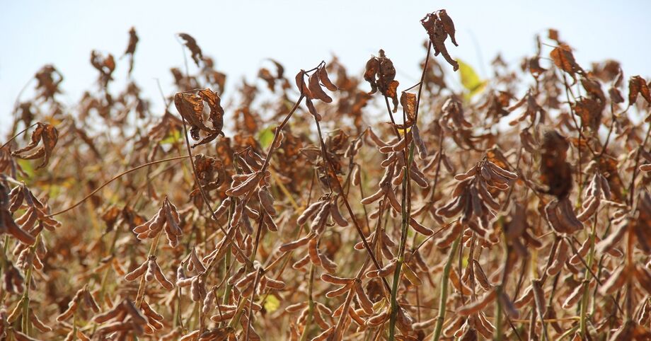 Cultivo da soja fica proibido para evitar doenças em MS