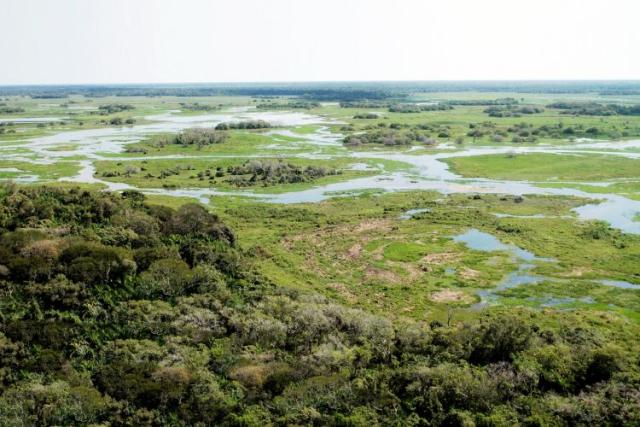 Pantanal tem como característica natural a vegetação de alta combustão