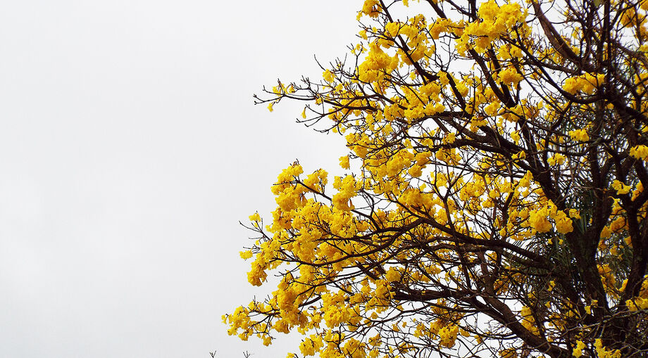 As condições climáticas apontam céu nublado com pancadas de chuva especialmente na faixa norte, exceto no sul e sudoeste, onde estará nublado a parcialmente nublado com névoa úmida ao amanhecer