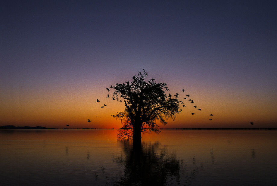 São trabalhos que registram esse ecossistema por meio de fotos, livros e filmes e trazem a assinatura de renomados profissionais