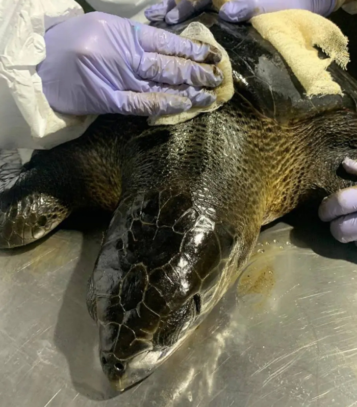Animal contaminado por óleo em estabilização
