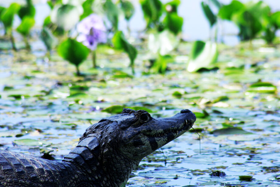Jacaré tomando sol no Pantanal, a vocação do Ecoturismo que atrai pessoas do mundo todo que vêm para contemplar as belezas da região