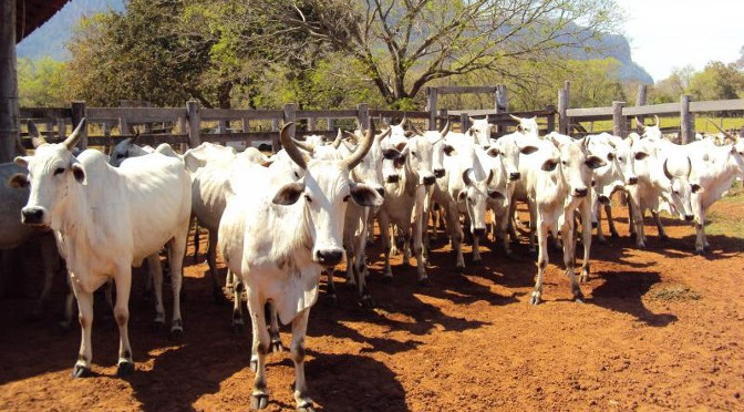 O volume de carne bovina exportado pelo Estado entre janeiro e agosto deste ano foi de 117 mil toneladas