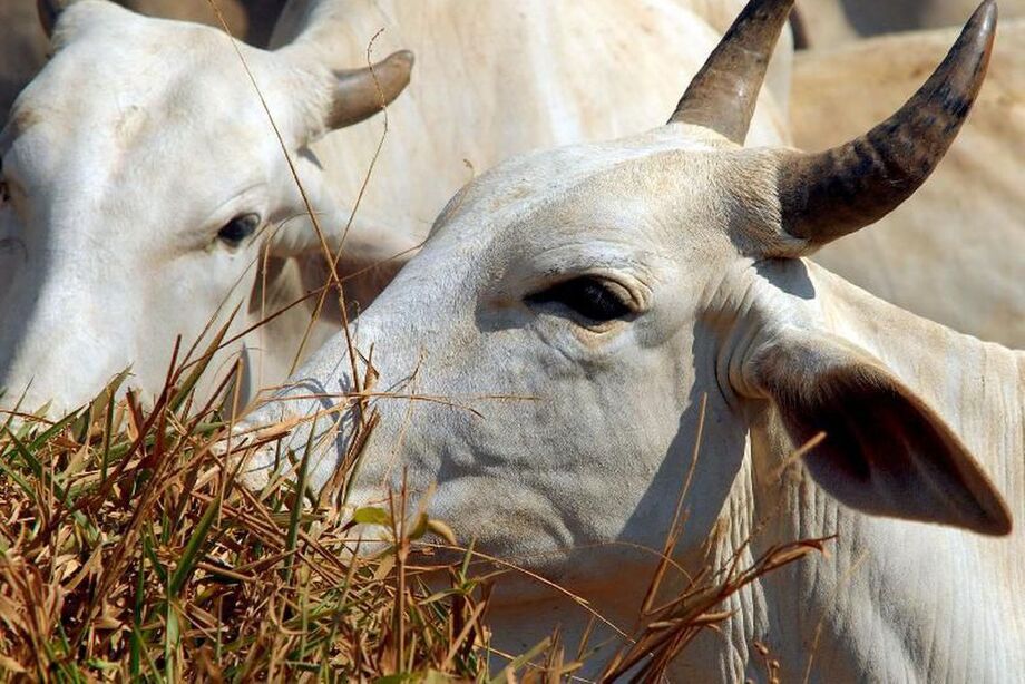selo “Sustentável do Pantanal”, garante que o animal nasceu na região pantaneira e foi criado com alimentação adequada, métodos tradicionais e modernos da Embrapa nacional