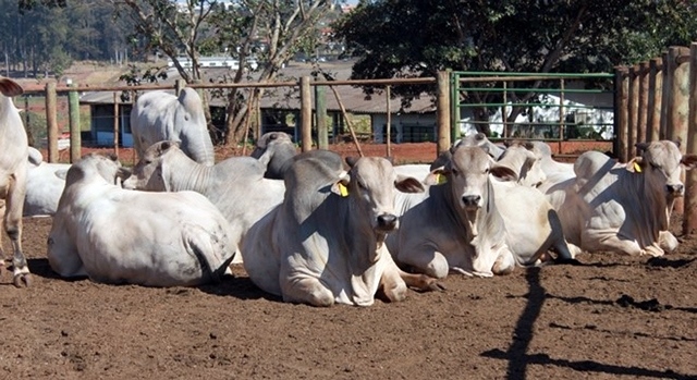 Cotação do boi gordo subiu em 13 praças