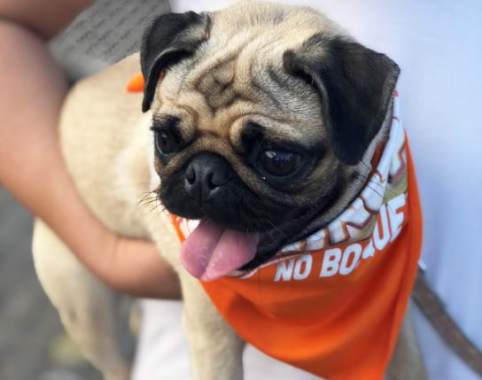 Para os que pensam adotar um cãozinho ou gatinho, o Projeto de Castração 100 Vira-Latas que acolhem e cuidam de animais abandonados e/ou vítimas de maus-tratos em lares temporários vai estar no local oferecendo os pets