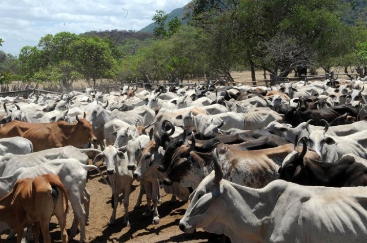 A arroba da vaca teve uma valorização de 13,85% para o mesmo período, atingindo o preço médio de R$147,67 (com Funrural à vista). Esse é o tema do Mercado Agropecuário desta segunda-feira (28)