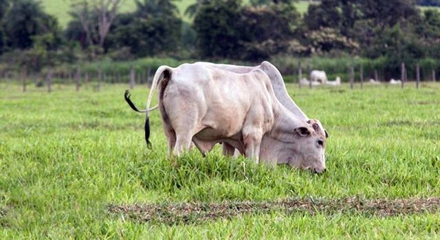 Couro verde está cotado em R$ 0,40/kg