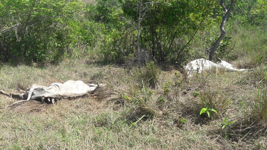 A Polícia Militar Ambiental orienta que a população denunciem casos como estes
