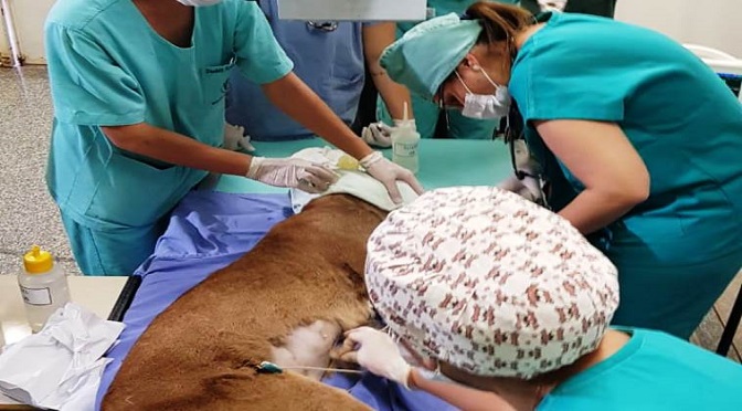 O presidente do CRMV (Conselho Regional de Medicina Veterinária), Rodrigo Piva, acompanhou todos os procedimentos