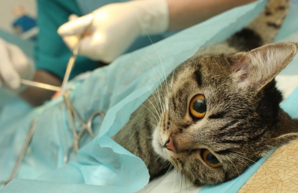 Cada unidade móvel de castração custa o valor de R$ 100 mil e tem como finalidade evitar o aumento da população canina e felina