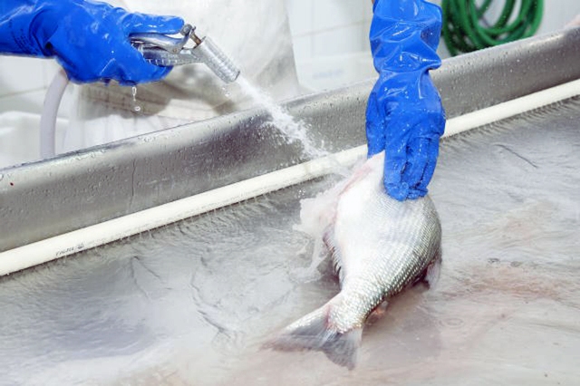 mbrapa Pesca e Aquicultura fez a análise no pescado