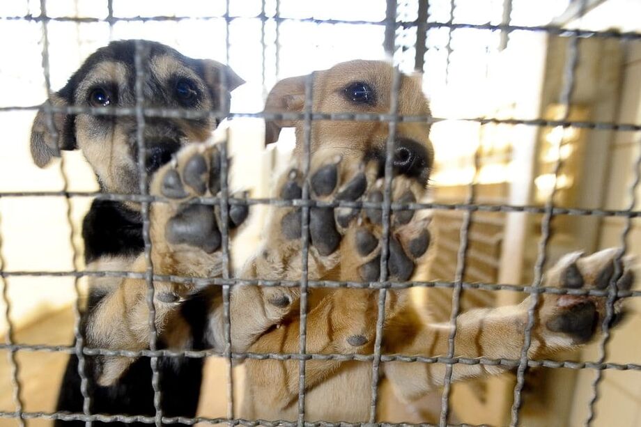 O objetivo do texto é criar condições para que os estabelecimentos públicos de controle de zoonoses adotem práticas menos cruéis para controlar o número de cães e gatos que vivem na rua
