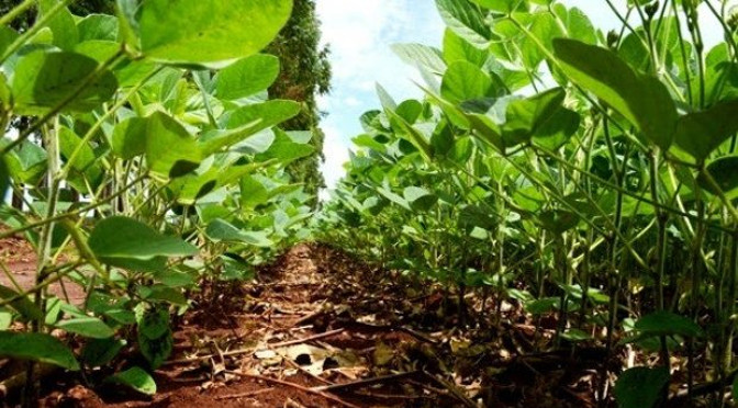 A ação é pré-requisito para a implementação das medidas de Defesa Sanitária Vegetal em Mato Grosso do Sul