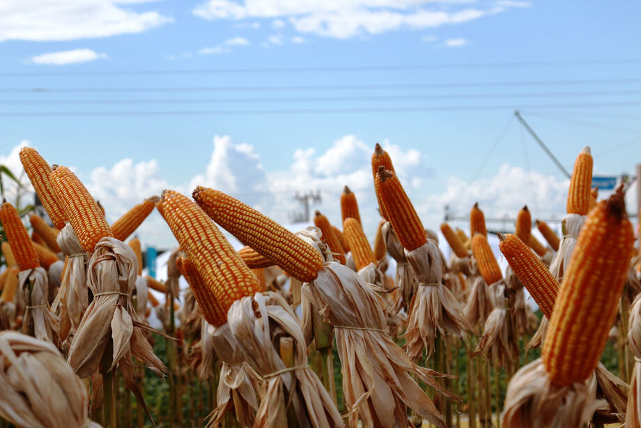 Mato Grosso do Sul alcançou o posto de terceiro maior produtor de milho 2ª safra, ficando atrás do Mato Grosso e do Paraná