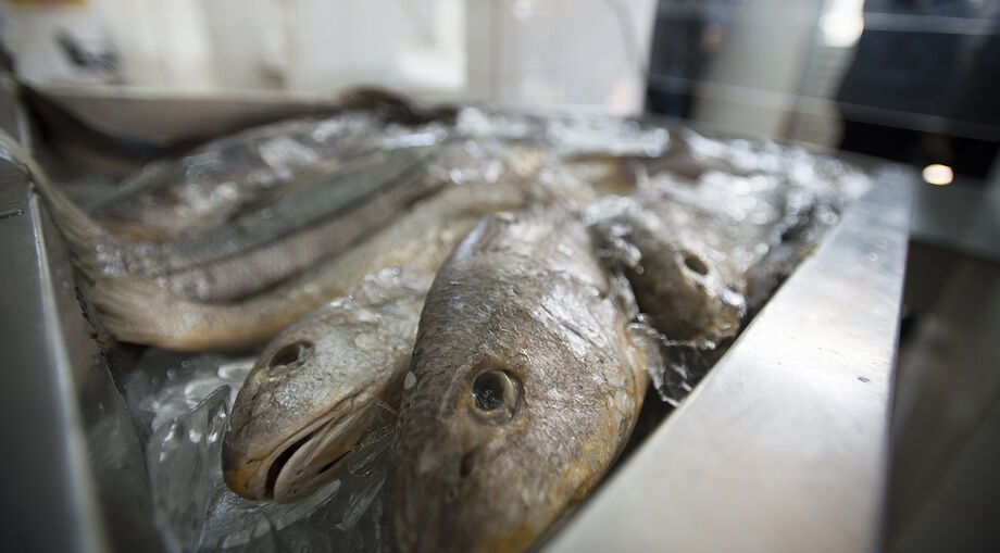 Produção de peixes no estado atingiu 13,9 mil toneladas em 2018