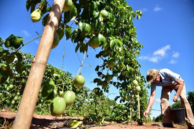 São 13 cursos voltados a produção e manejo de pomares e frutas