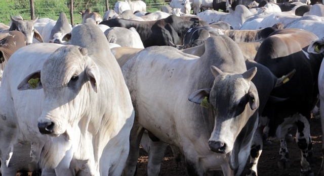 Arroba está cotada em R$ 199,00, à vista e livre de Funrural