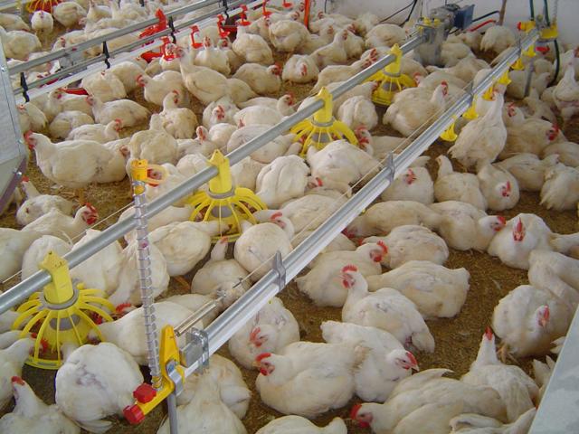 Os índices de custos de produção foram criados em 2011