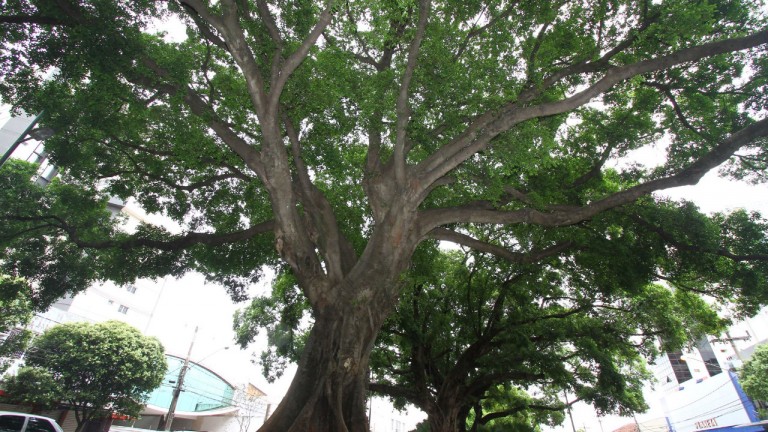As ações fazem parte do Programa Cidade das Árvores que visa sensibilizar a população sobre a importância da arborização urbana