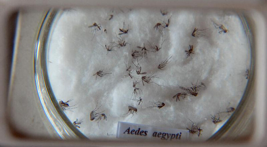 Os dados epidemiológicos relativos aos 15 primeiros dias do ano mostram um número significativo de notificações de suspeitas de dengue feitas ao serviço de vigilância epidemiológica