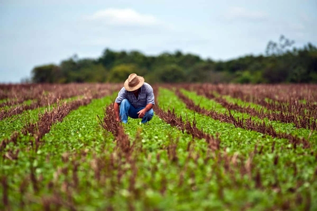 São 14 companhias seguradoras credenciadas no programa