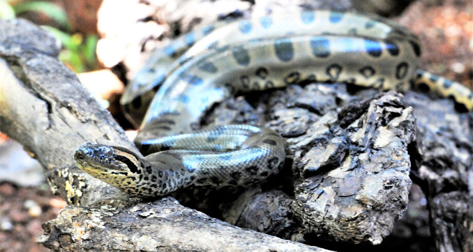 A infecção de humanos por um novo tipo de coronavírus pode ter começado em cobras, sugere um estudo de pesquisadores chineses divulgado na quarta-feira, 22, no periódico científico Journal of Medical Virology