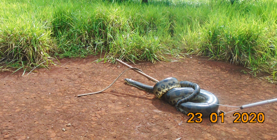 Na tarde de ontem (23), funcionários de uma hidetrelétrica em Indaiazinho, a 70 km de Cassilândia, encontraram uma sucuri-amarela (Eunectes notaeus) de 7 metros no meio das máquinas