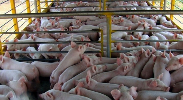 A tendência é de mercado fraco e recuos nos preços não estão descartados