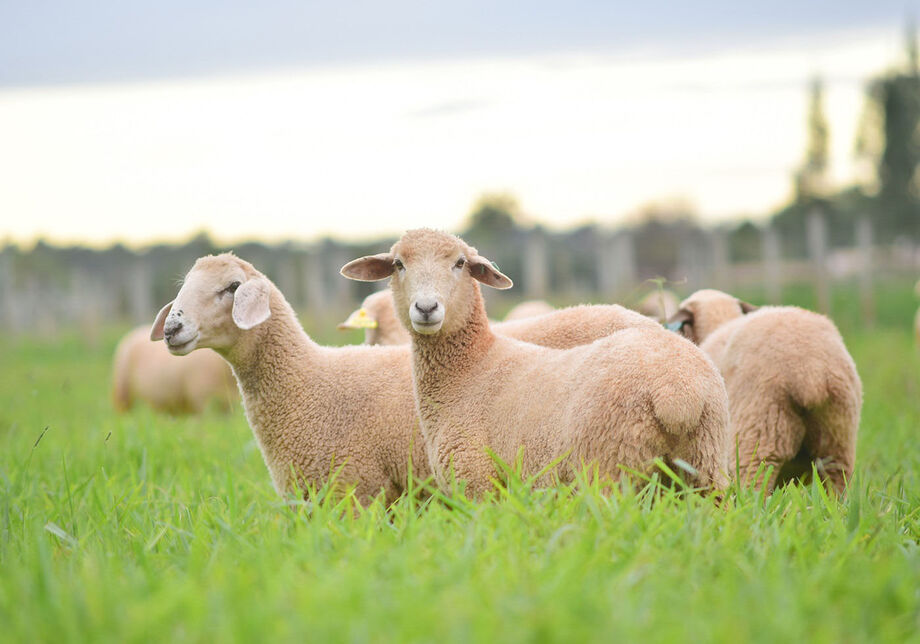 Os produtores rurais comercializaram 4,1 mil animais