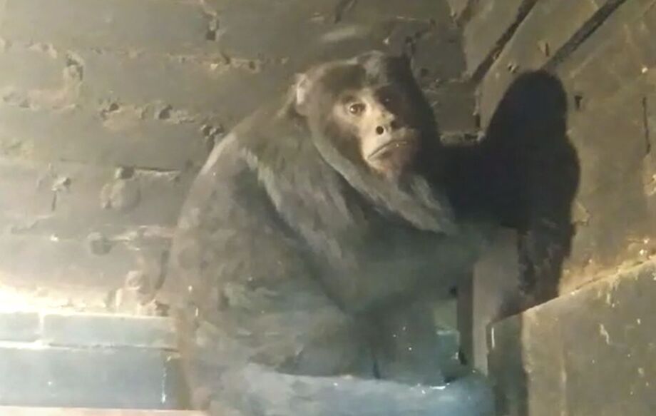 Captura do vídeo feito pela moradora ao avistar o macaco