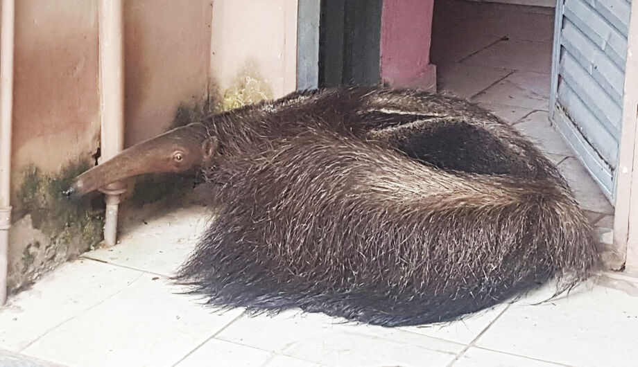 O animal foi encaminhado para o Centro de Reabilitação de Animais Silvestres – CRAS