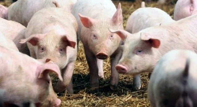 Em janeiro de 2019 a tonelada estava cotada em US$ 2.009,00
