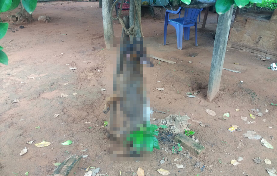 Na manhã de ontem (2), um aposentado, 76, foi autuado após agredir até a morte o seu cachorro em Anastácio, a 141 km de Campo Grande