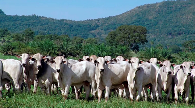 Nova entidade foi oficialmente fundada no fim de 2019