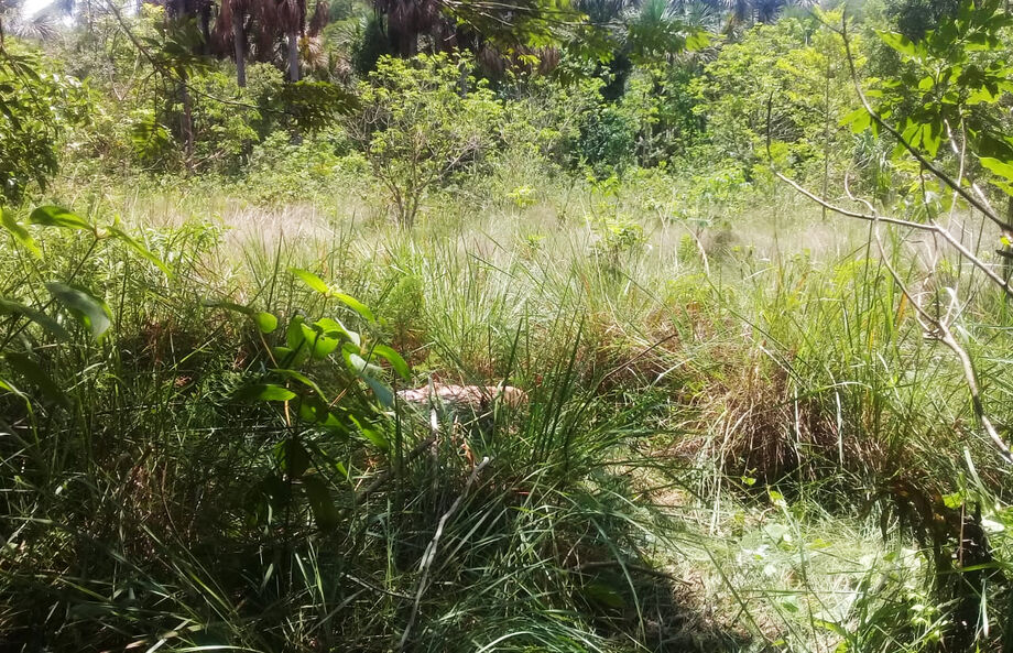 O crime ocorreu no dia 23 de novembro de 2018, na residência de Belarmino, onde o Lagoa atingiu com marteladas a cabeça da vítima. O acusado também teria levado pertences da vítima e escondido o corpo em um matagal no município de Aquidauana, a 141 km