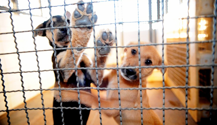 Doenças virais sempre incluem protocolos de prevenção, e no caso da coronavirose felina existe uma vacina importada disponível, mas a sua proteção é controversa, e alguns gatos não respondem bem