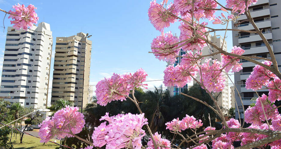 Para que Campo Grande fosse reconhecida como uma cidade arborizada era preciso se encaixar em cinco normas do programa: estabelecimento de responsabilidade, definição de regras, catalogação das árvores, orçamento de recursos e celebração de conquistas