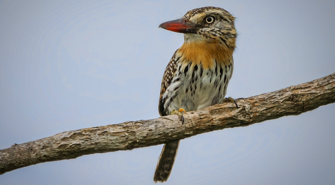 O Estado de MS tem uma das mais ricas faunas do Brasil. São 630 espécies de aves catalogadas,