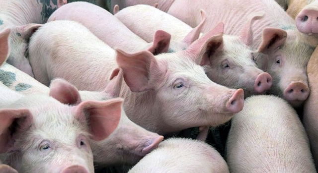 Novos casos de peste suína africana continuam sendo notificados segundo informações da OIE