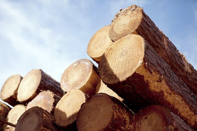 O produto florestal com maior destaque nas exportações é a celulose